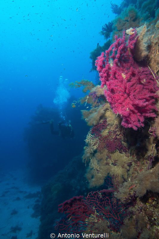 coloured gorgonians , Ustica Island by Antonio Venturelli 