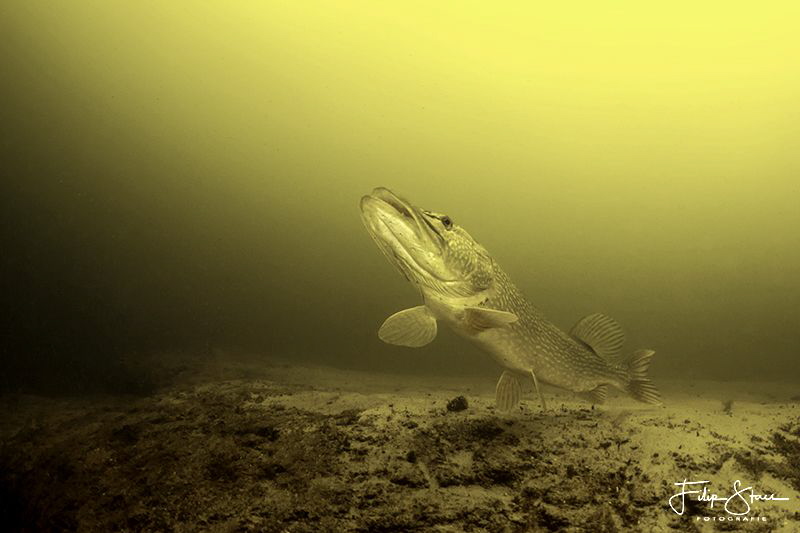 Pike,Vinkeveen,The Netherlands. by Filip Staes 