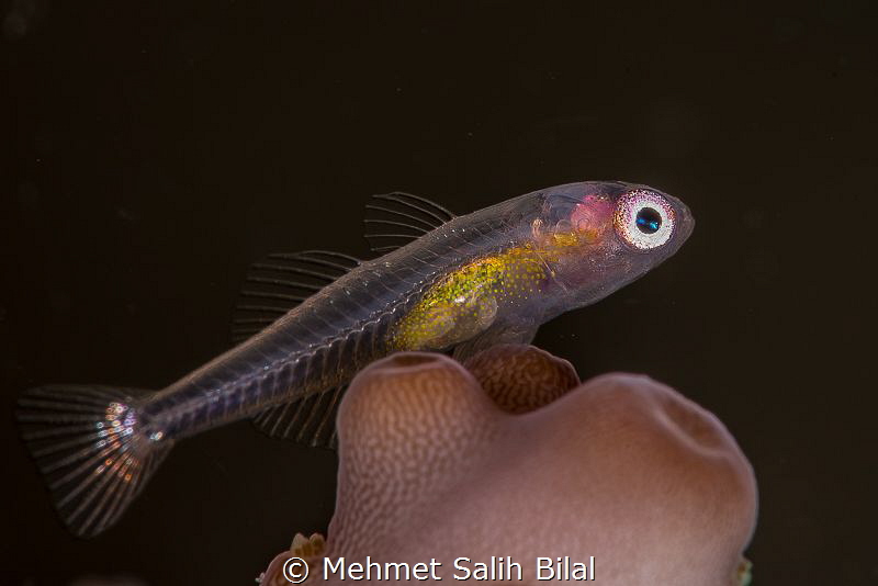 Pink eyed goby. by Mehmet Salih Bilal 