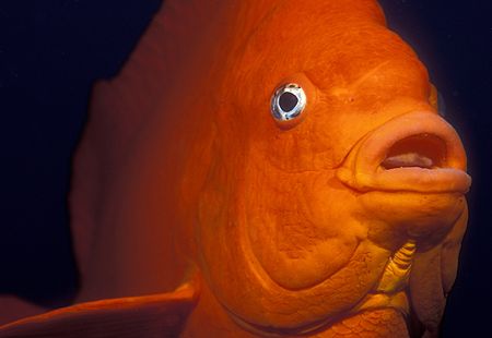Garibaldi Portrait No. 420--Anacapa Island, CA (Nikon F4,... by Andrew Dawson 