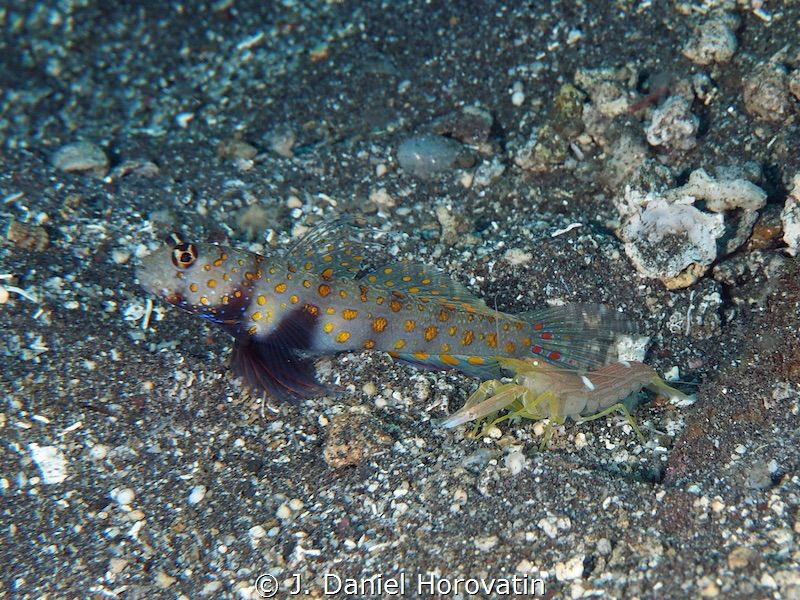 Shrimp goby on look-out as his den mate works to clear sa... by J. Daniel Horovatin 