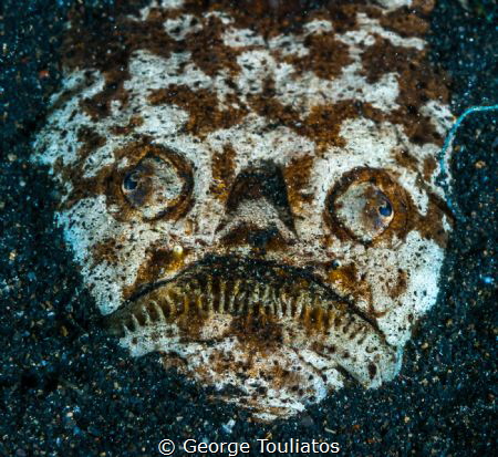 Stargazer!!! by George Touliatos 