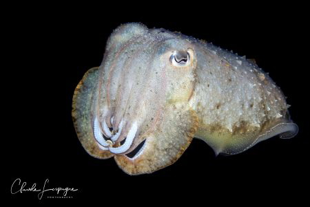 In the DARK. by Claude Lespagne 