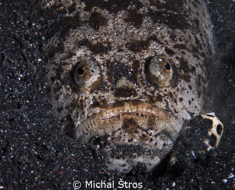 Stargazer and cone snail - a deadly combination by Michal Štros 
