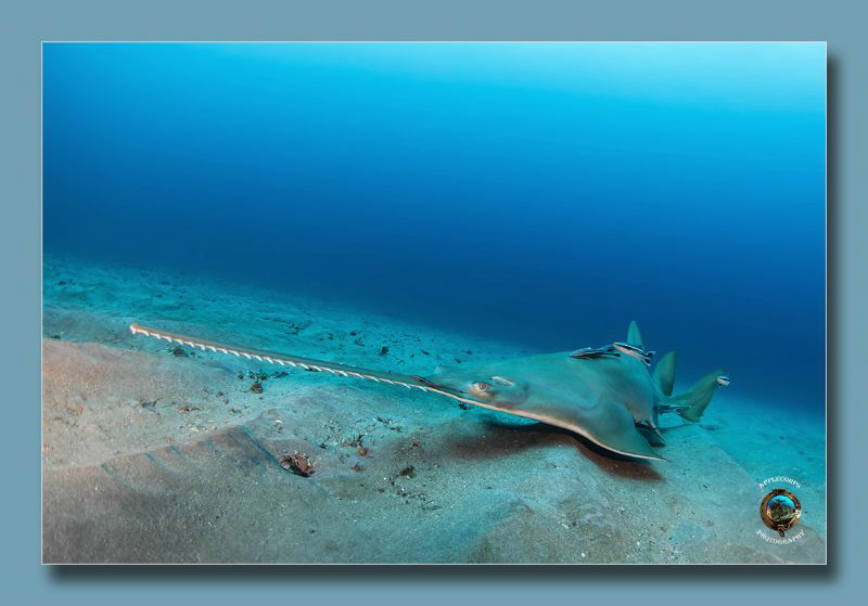 Recently captured image of the "critically endangered" Sm... by Richard Apple 