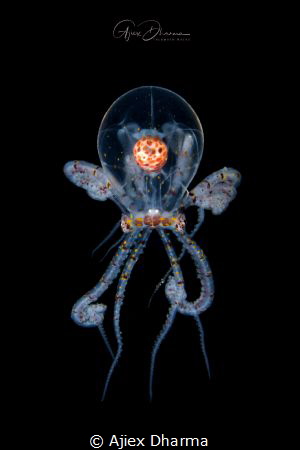 One of the famous critters for blackwater by Ajiex Dharma 
