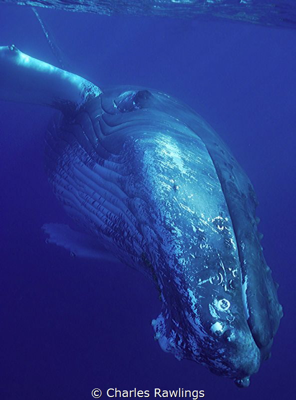 Hovering Humpback by Charles Rawlings 