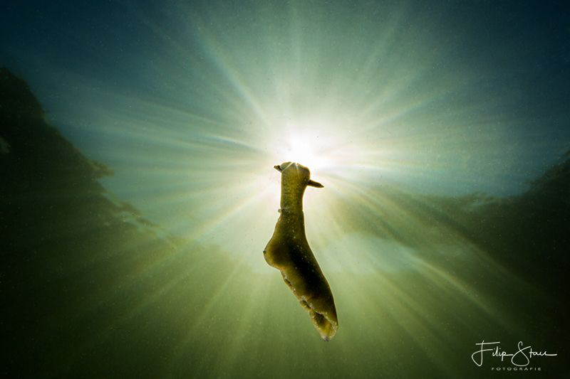 sap-sucking slug (Elysia viridis), Zeeland, The Netherlands by Filip Staes 