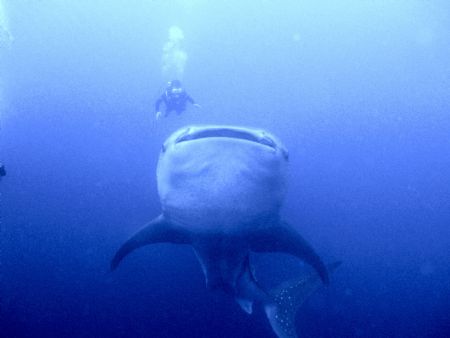 Whale shark & diver May 13, 2006 at Gladden Spit off Plac... by Gordon Clawson 