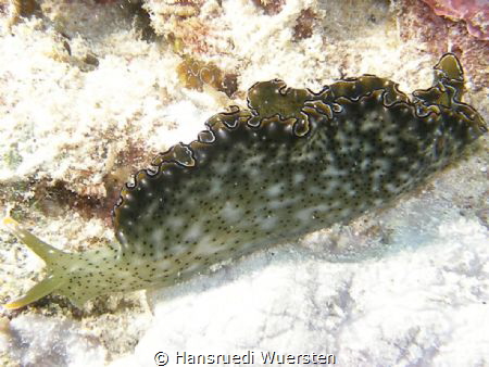 Nudibranch by Hansruedi Wuersten 