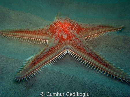 Astropecten aranciacus
Red comb seastar by Cumhur Gedikoglu 