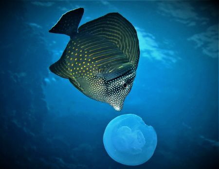 I love jelly. by Niall Deiraniya 