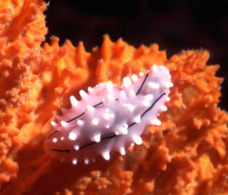 'PHYLLIDIOPSIS' Palau. Housed Nikon F'; Niko Mar III hous... by Rick Tegeler 