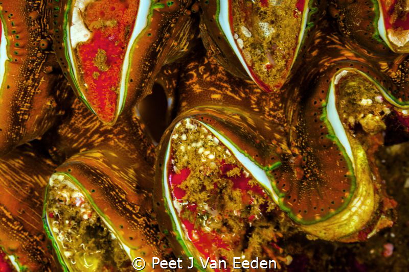 The colorful mantle of a giant sea clam by Peet J Van Eeden 