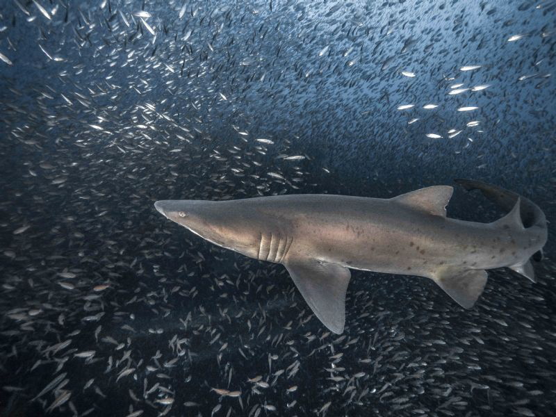 I captured a female sand tiger shark in a not-so-closely ... by Debbie Wallace 