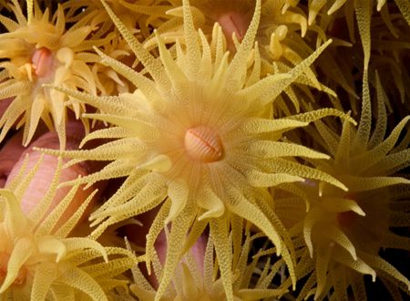 Sun coral
This coral is native from de Indo-Pacific and ... by João Paulo Krajewski 