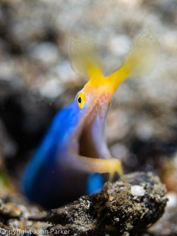 Blue Ribbon Eel by John Parker 