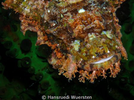Scorpionfish by Hansruedi Wuersten 