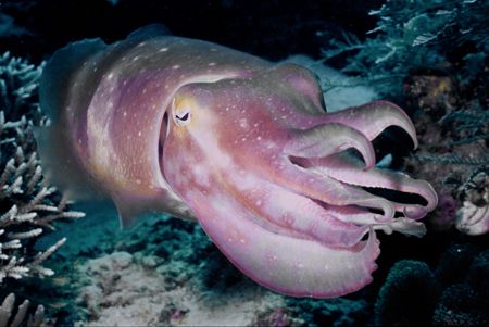 Cute Cuttlefish. by David Spiel 