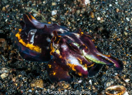 Flamboyant Cuttlefish!!! by George Touliatos 
