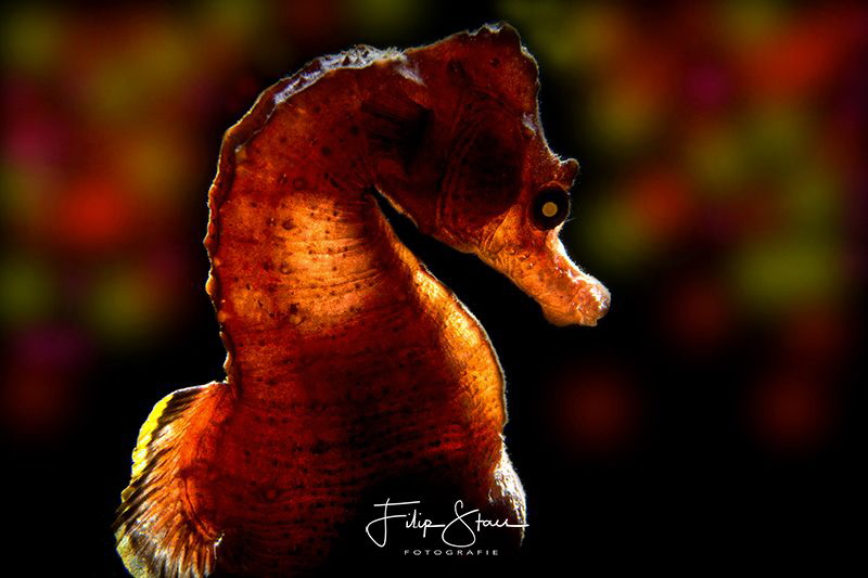 Short snouted seahorse, Zeeland, The Netherlands. by Filip Staes 