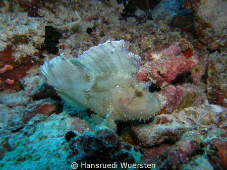 White Frogfish or Scorpionfish ? by Hansruedi Wuersten 