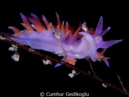 Flabellina affinis by Cumhur Gedikoglu 