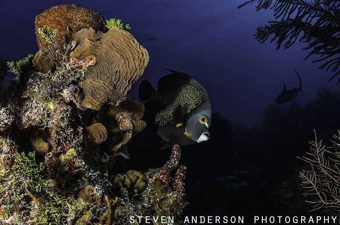 French Angel peers around the corner with the shadow of a... by Steven Anderson 