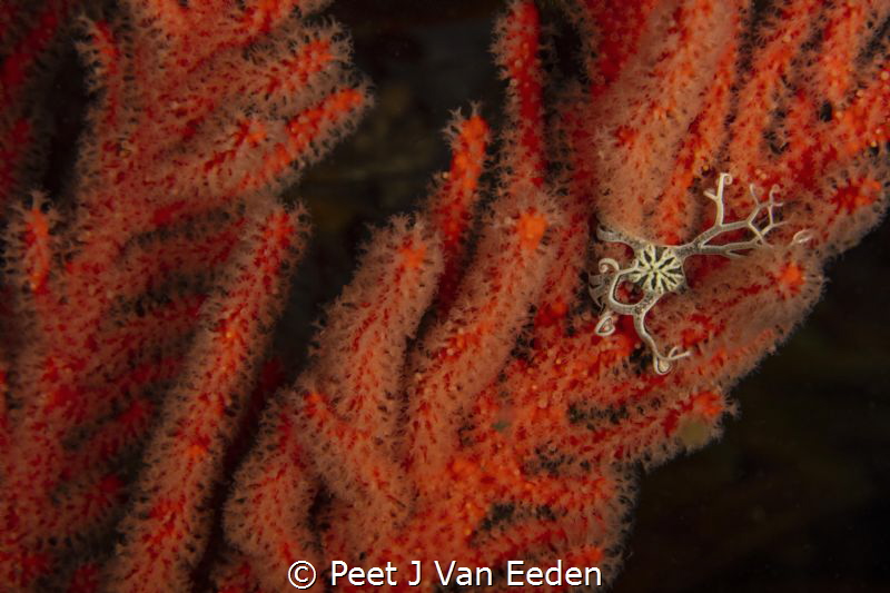 A star was born

A juvenile basket star on a palmate se... by Peet J Van Eeden 