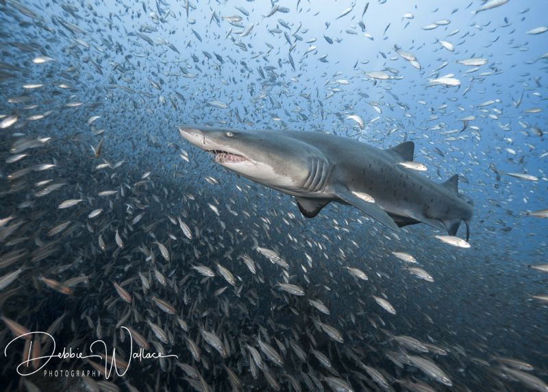 I captured this lovely female sand tiger shark effortless... by Debbie Wallace 