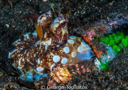 Octo in a bottle!!! by George Touliatos 