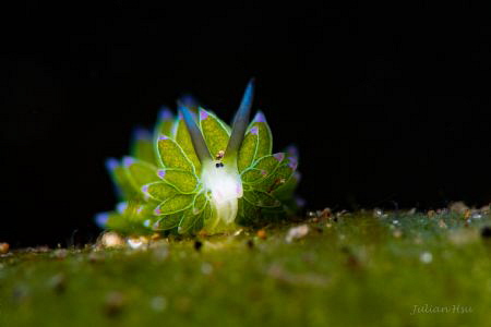 Leaf-sheep Nudibranch (Costasiella sp.) by Julian Hsu 