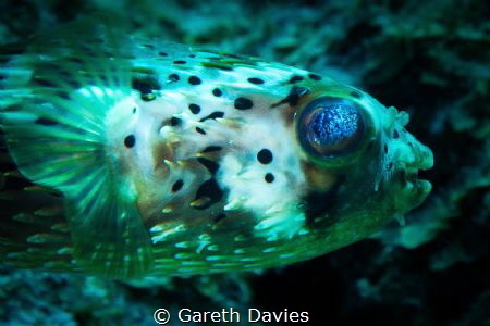 Balloonfish by Gareth Davies 