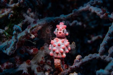 Bargibant's seahorse by Julian Hsu 