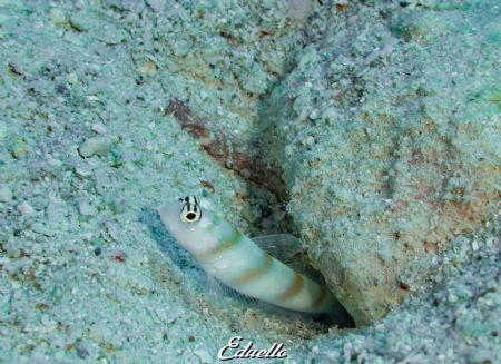 Really tiny goby... by Eduard Bello 