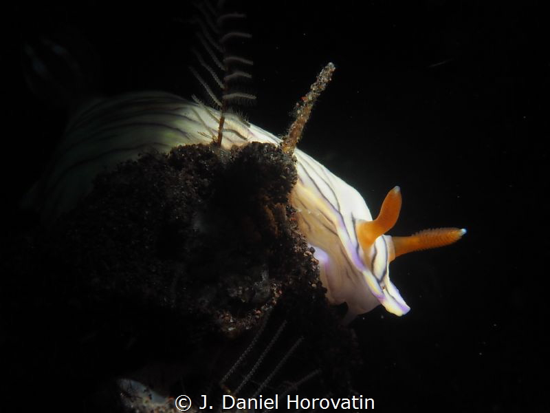 Experimenting with a snoot to capture an image of the nud... by J. Daniel Horovatin 