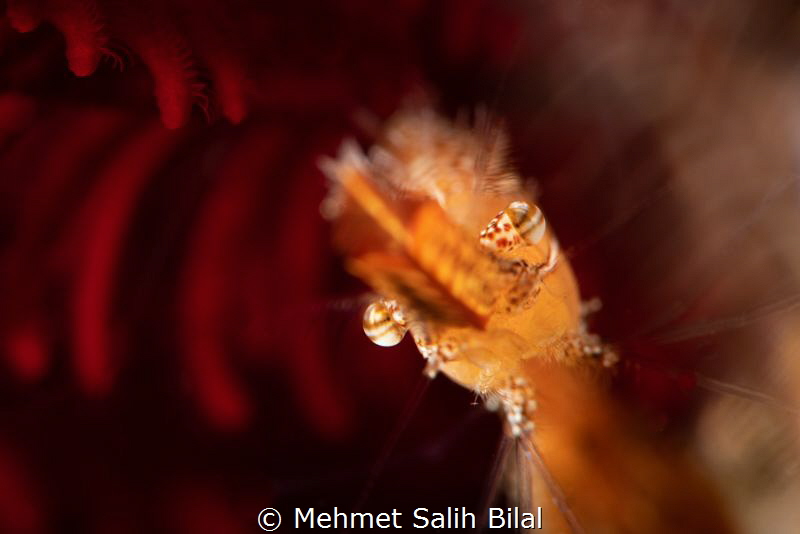 Donald duck shrimp. by Mehmet Salih Bilal 