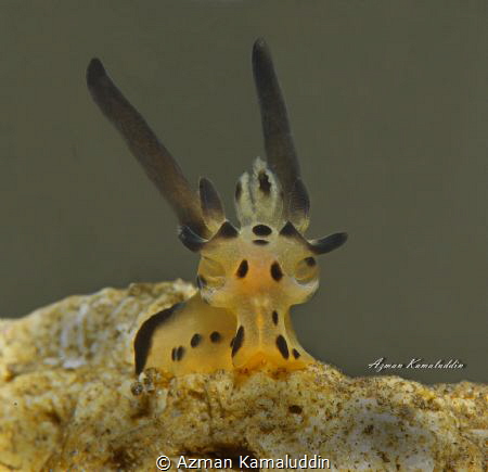 "My face look giraffe but my back look donkey's ear!
Pik... by Azman Kamaluddin 