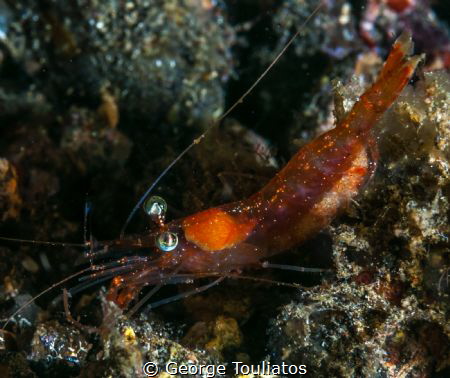 Shrimpy the Shrimp!!! by George Touliatos 
