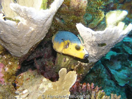 Blackspotted Puffer (Arothron nigropunctatus, Arothron ci... by Hansruedi Wuersten 