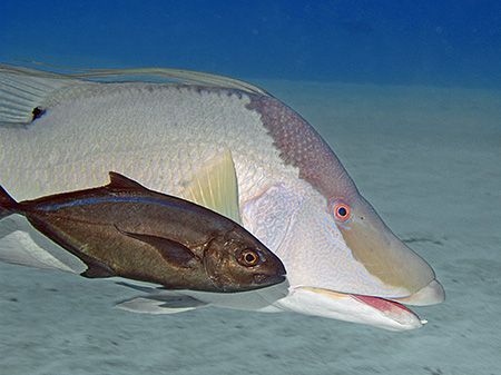 Hogfish with a freeloading Bar Jack (aka Skipjack). Nikon... by Jim Chambers 
