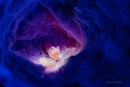 Commensal sponge shrimp by Julian Hsu 
