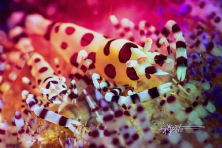 Title:Snuggle together
Date Taken: 30 11 2018
Location:... by Ming Wen 
