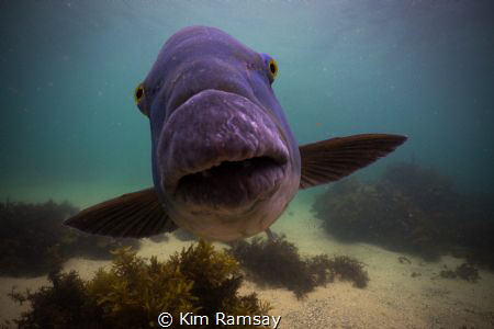 Blue Groper intent on getting it's portrait taken.
Fairy... by Kim Ramsay 