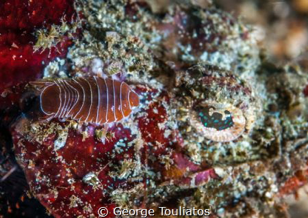 Stonefish with parasite!!! by George Touliatos 