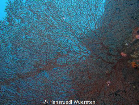 Structure of a fan coral by Hansruedi Wuersten 