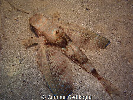 Trigla hirundo
Herrier jet just landed by Cumhur Gedikoglu 