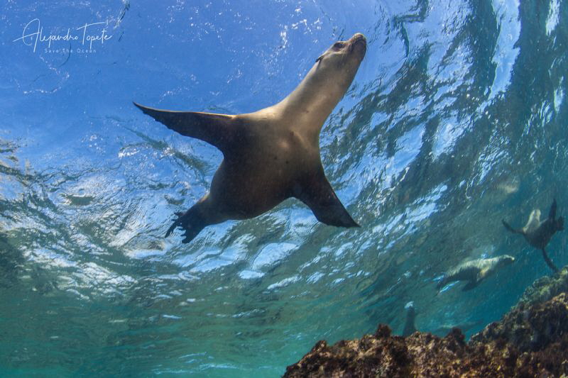 Sea Lions in the Sky, Bahia Magdalena  Mexico by Alejandro Topete 