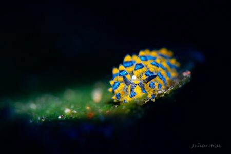 Sapsucking Slug (Costasiella sp.) by Julian Hsu 