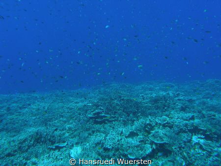 Over the reef by Hansruedi Wuersten 